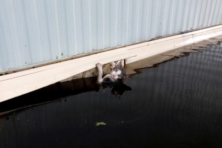یک گربه برای نجات خود از سیل ایالت کارولینای شمالی تریلر را گرفته است