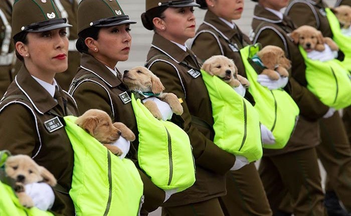 مامورین پلیس شیلی با توله سگ‌هایی که سگ‌های آینده پلیس خواهند شد در رژه هجدهمین سالگرد استقلال شیلی