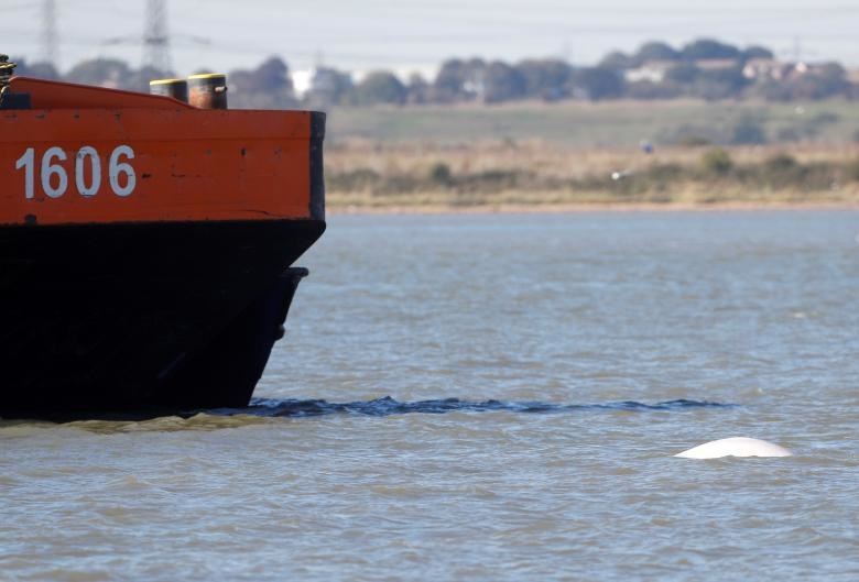 نهنگ سفید در رودخانه تیمز