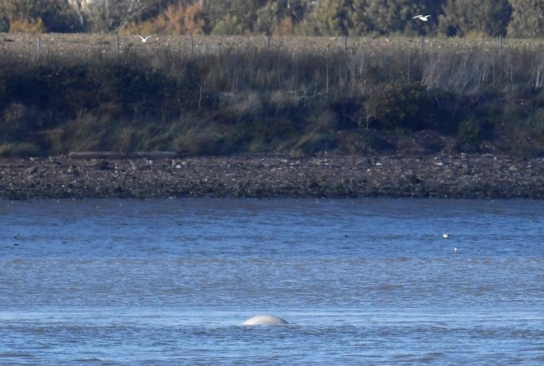 نهنگ سفید در رودخانه تیمز
