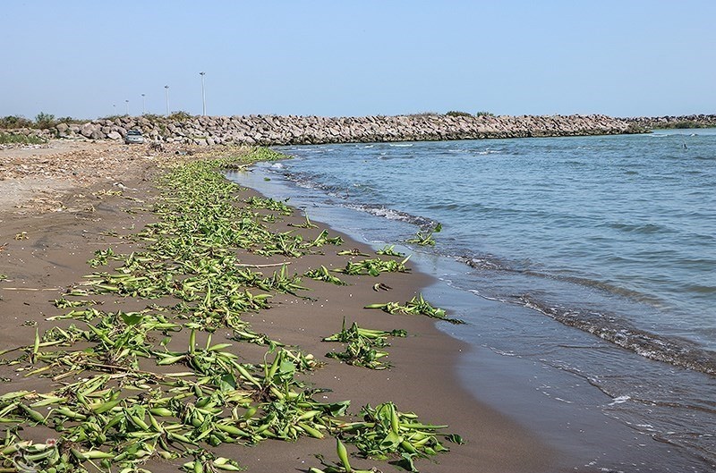 پاکسازی ساحل رودسر از پیشروی گیاه سنبل آبی
