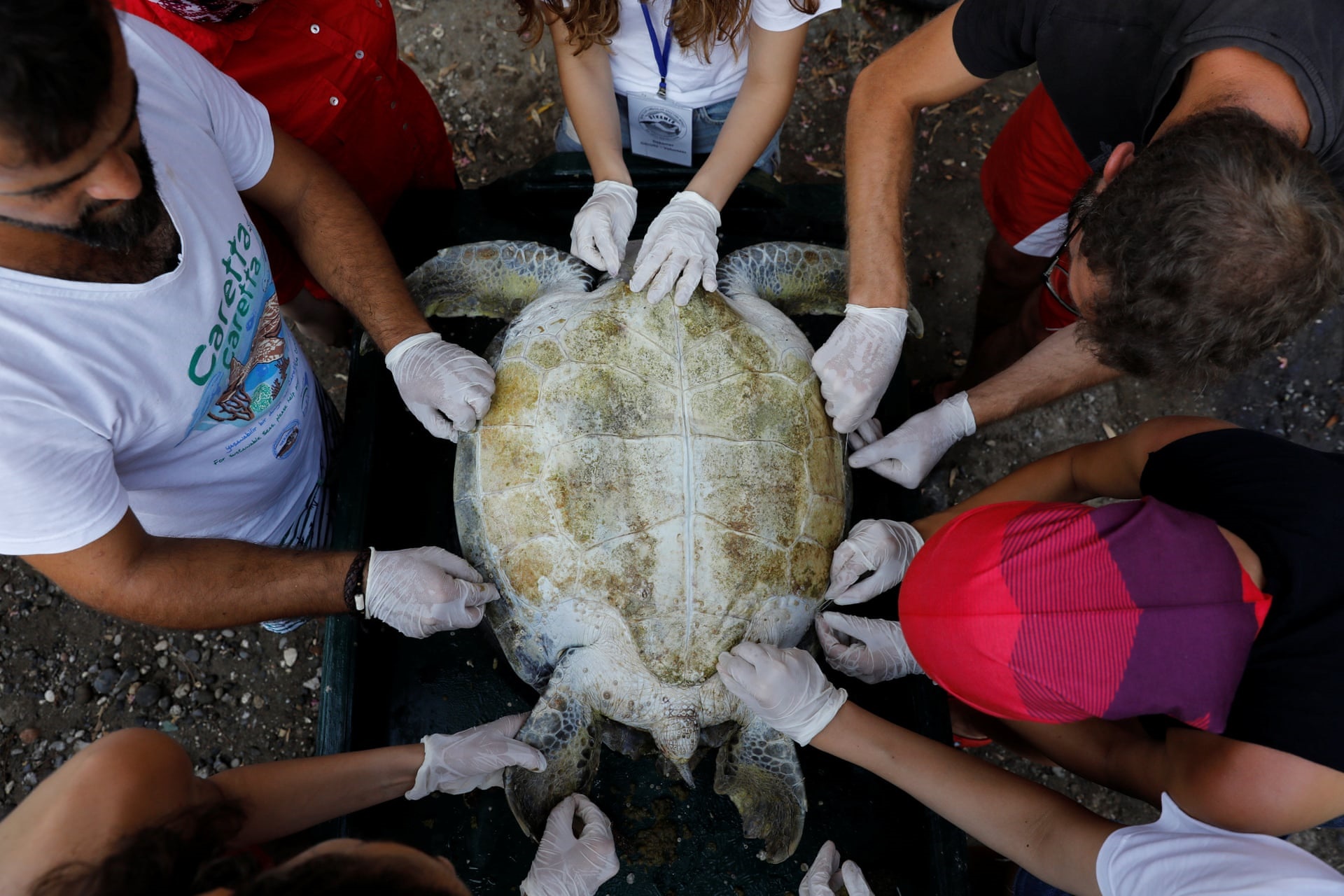 نجات لاک‌پشت‌ها در ساحل ایزتوزو  ترکیه