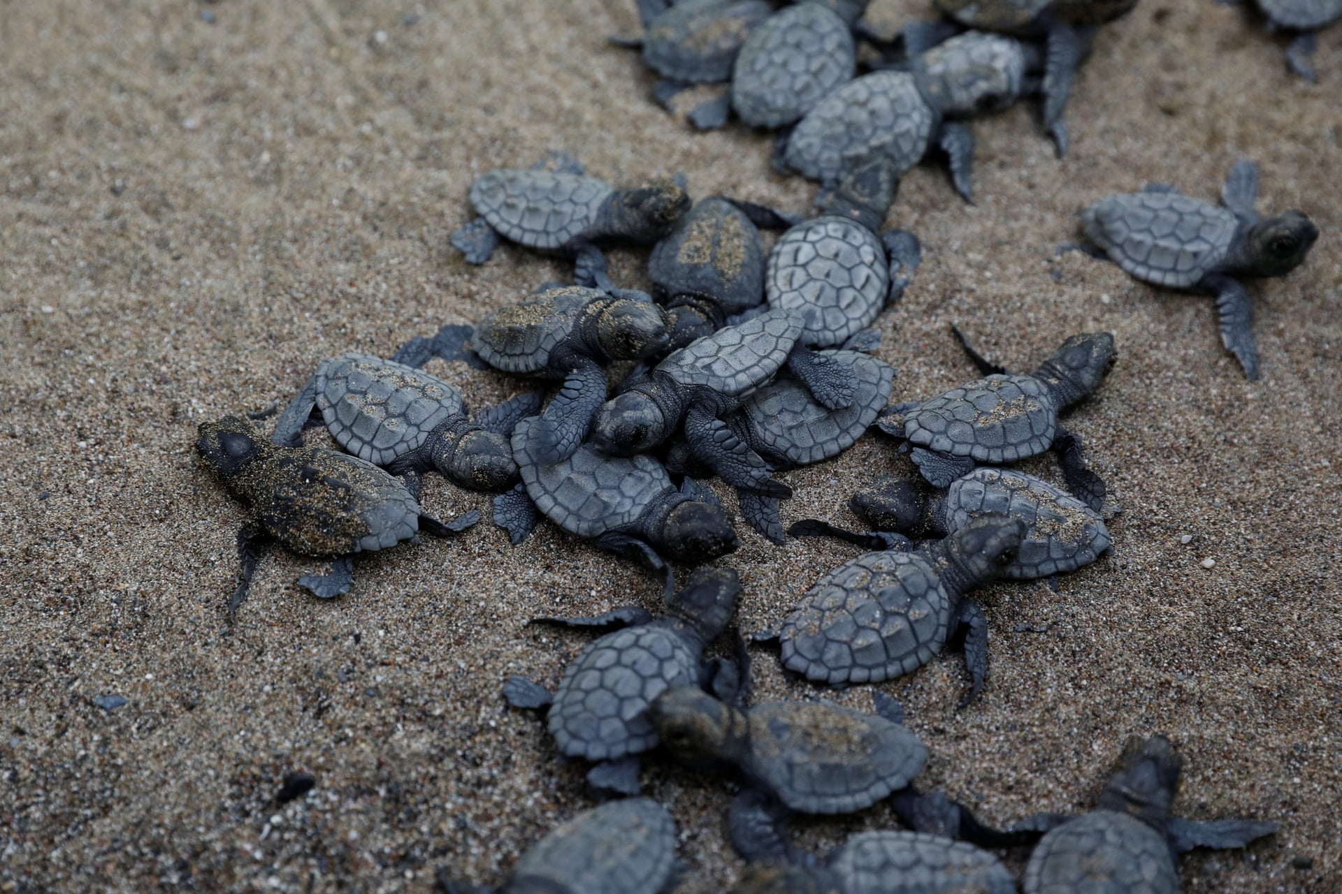نجات لاک‌پشت‌ها در ساحل ایزتوزو ترکیه