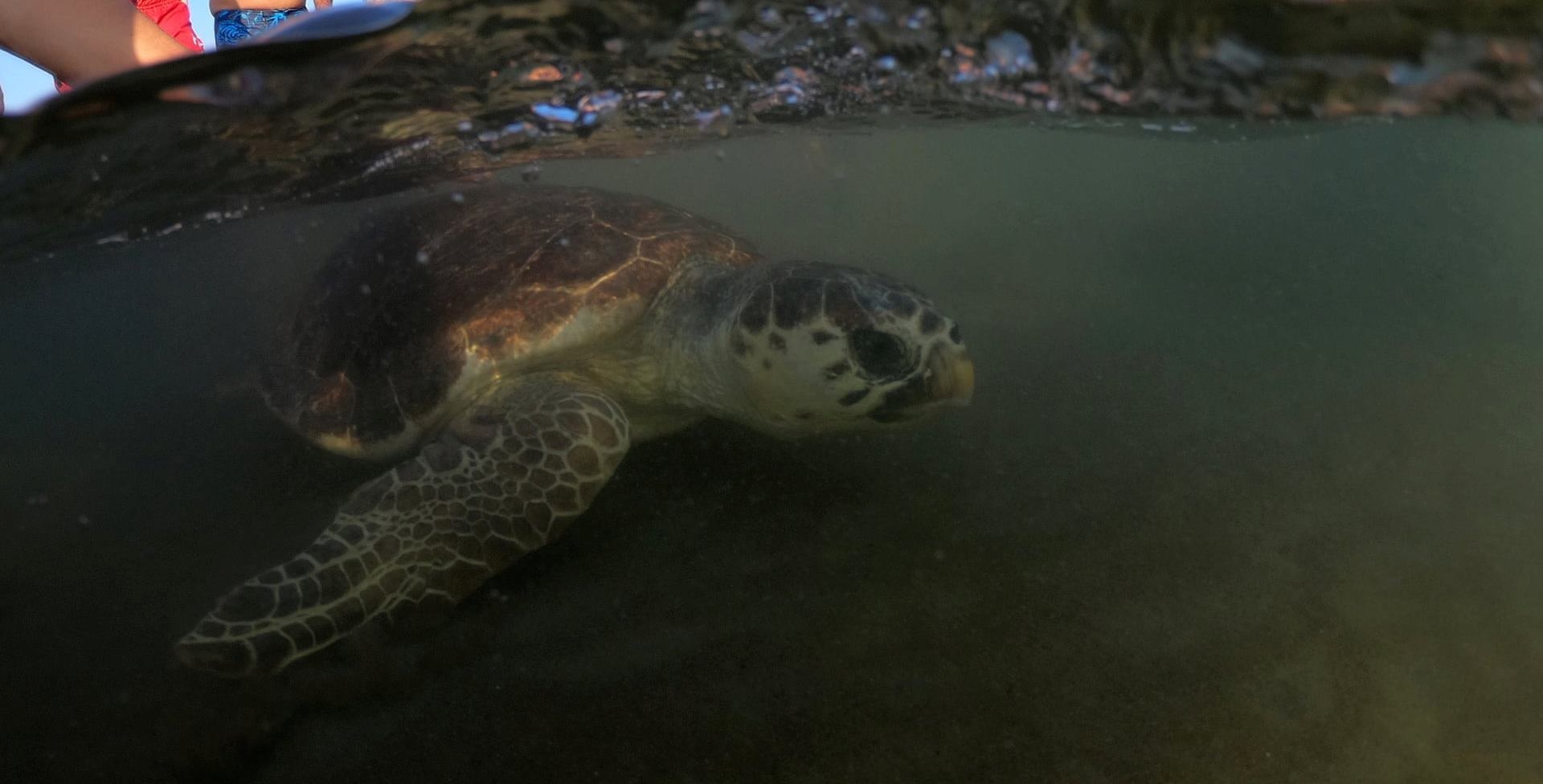 نجات لاک‌پشت‌ها در ساحل ایزتوزو ترکیه