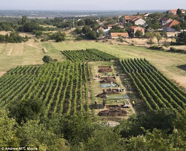 کشف بقایای پنیر ۷۲۰۰ ساله در کرواسی