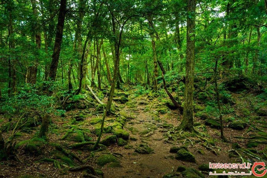 جنگل آئوکیگاهارا؛ ژاپن