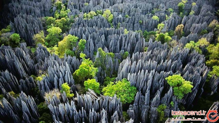 جنگل سینجی؛ ماداگاسکار