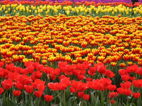 فستیوال لاله در هلند/ عکس