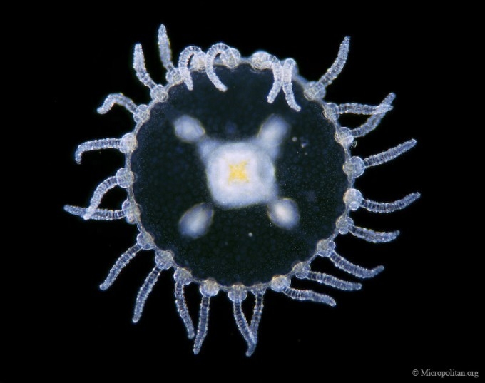 موجودات میلی‌متری در موزه میکروپولیتن