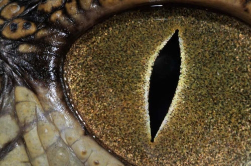 دنیای جالب بینایی حیوانات به همراه تصاویری زیبا 