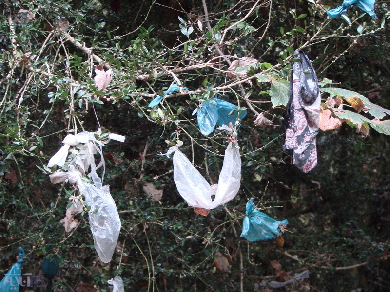 کیسه‌های پلاستیکی که در جنگل‌های تالش نازایی را از بین می‌برند!