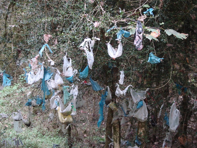 کیسه‌های پلاستیکی که در جنگل‌های تالش نازایی را از بین می‌برند!