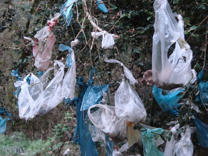 کیسه‌های پلاستیکی که در جنگل‌های تالش نازایی را از بین می‌برند!