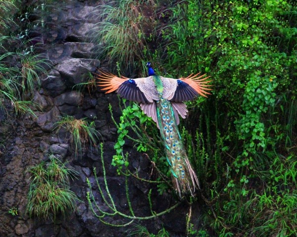 پرواز طاووس از نگاه نشنال‌جئوگرافیک