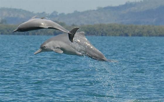 کشف دلفین کوهان دار در استرالیا
