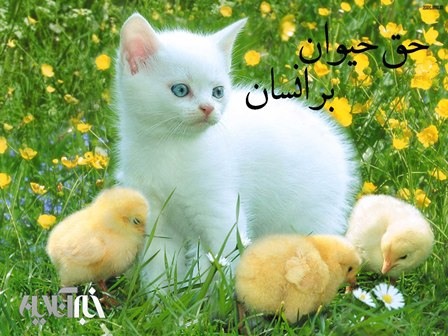 اهمیت حقوق حیوانات در فقه اسلامی / وقتی پیامبر گربه تشنه ای را سیراب کرد و بعد وضو گرفت