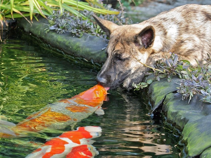 دوستی عجیب و غریب یک سگ با ماهیان یک حوضچه