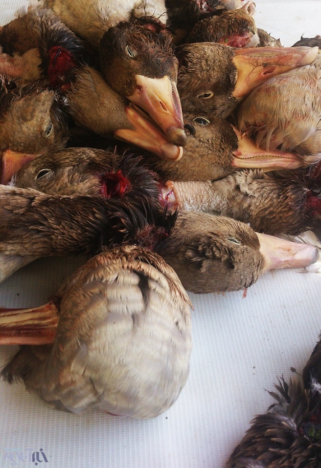 مرگ در انتظار پرندگان مهاجر فریدون‌کنار/ آنها برای استراحت می‌آیند، اما شکار می‌شوند