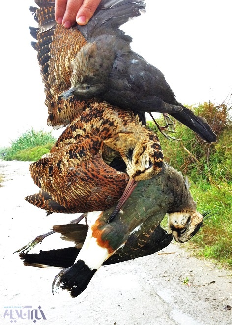 مرگ در انتظار پرندگان مهاجر فریدون‌کنار/ آنها برای استراحت می‌آیند، اما شکار می‌شوند