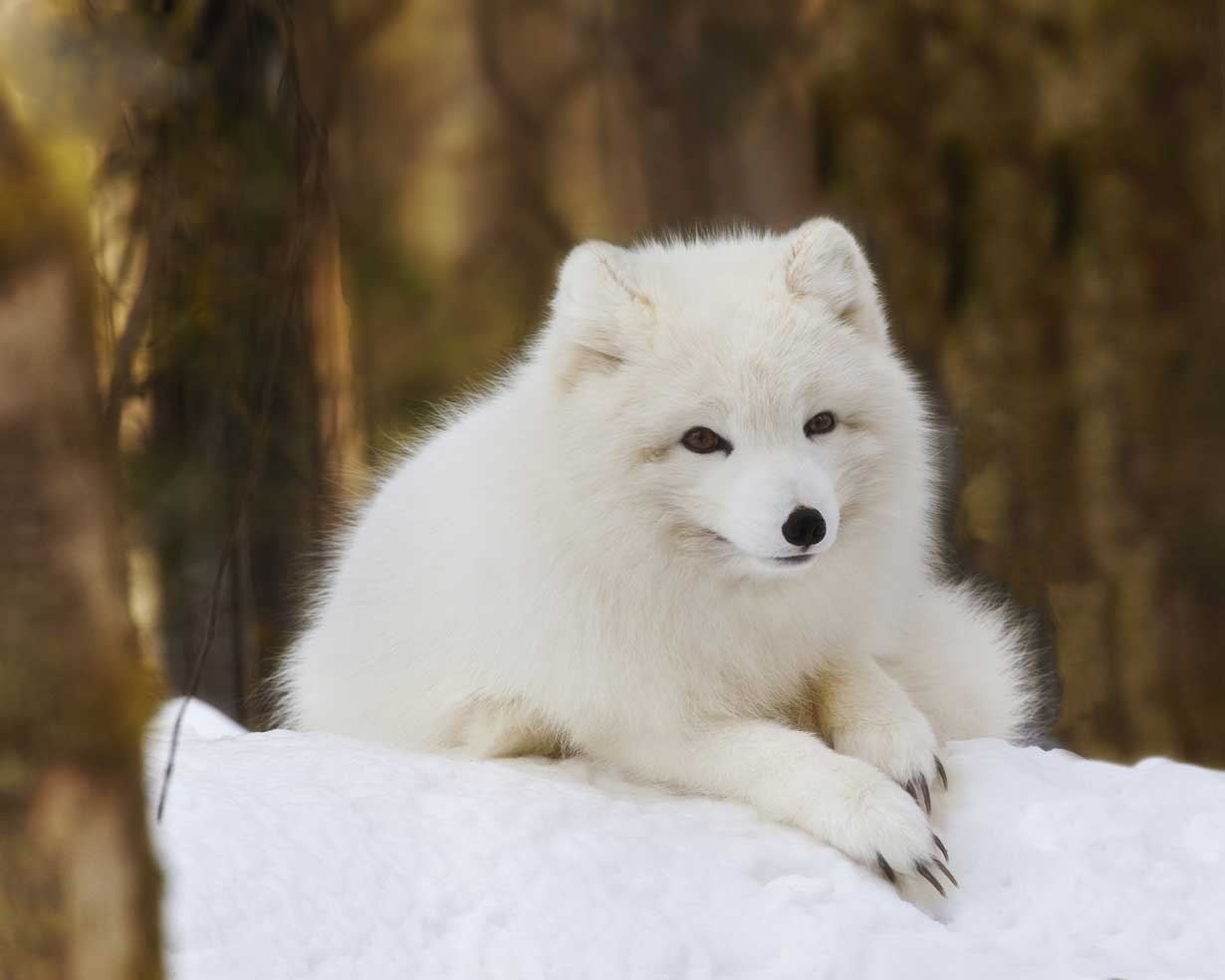 Фото песца. Северный песец. Песец или Полярная лиса. White Polar Fox. Песец красивый.