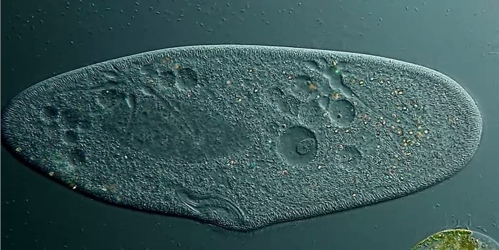 هیجان‌انگیزترین تصاویر میکروسکوپی سال 2013