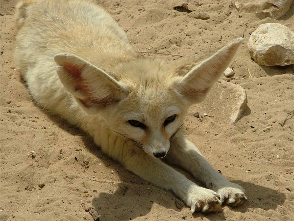 فِنِک؛ روباه گوش‌دراز صحرایی