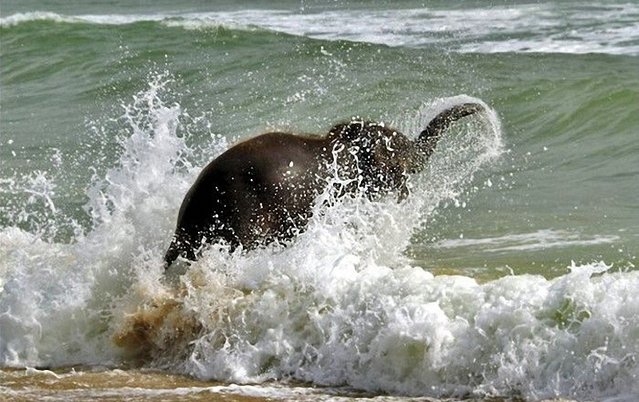 آب تنی بچه فیل خندان، لب ساحل