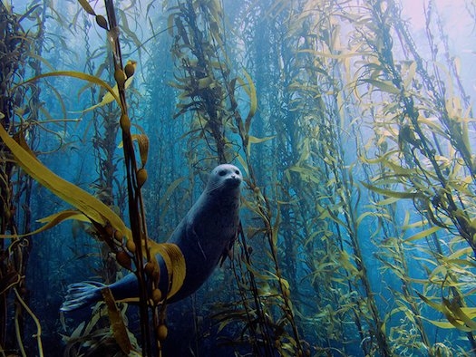 10 عکس حیرت‌آور از زندگی زیر آب