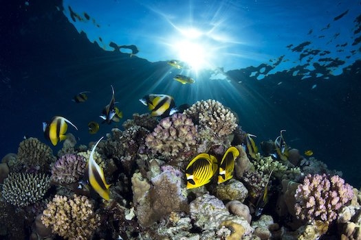 10 عکس حیرت‌آور از زندگی زیر آب