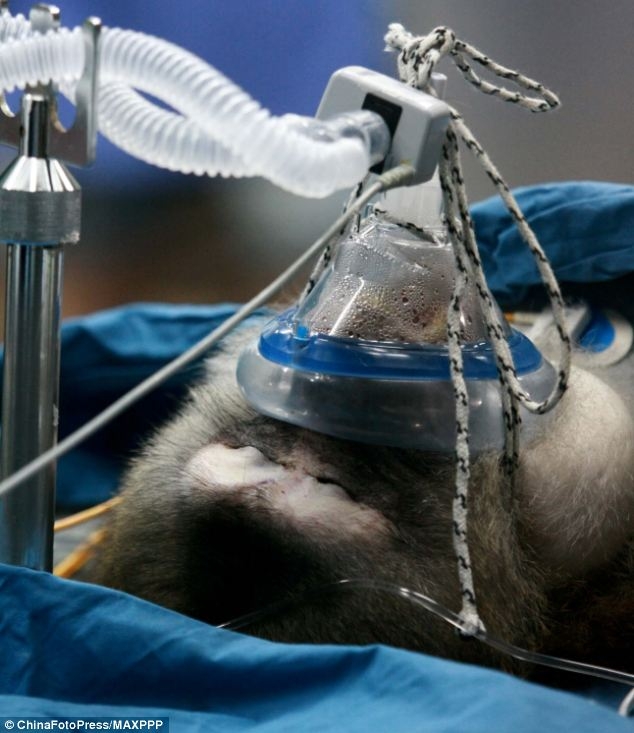 پیوند موفقیت آمیز کبد یک حیوان شبیه سازی شده به یک میمون در چین