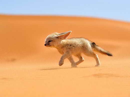 گوش‌درازترین و کوچک‌ترین روباه جهان