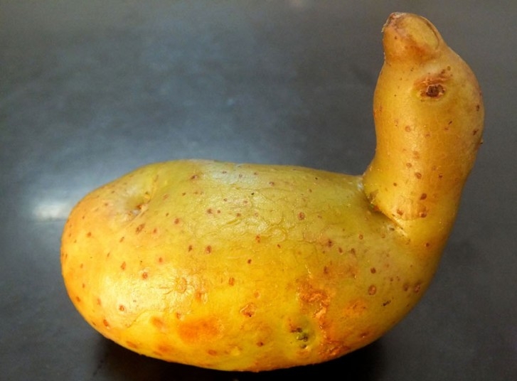 تصویر یک سیب زمینی به شکل اردک