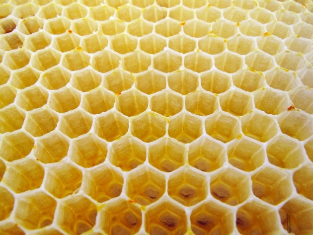 مدرک مهندسی «زنبور عسل» هم جعلی است!