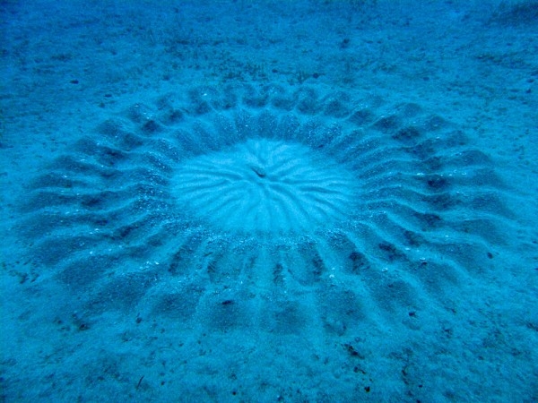 راز دایره‌های اسرارآمیز در بستر دریا چیست؟