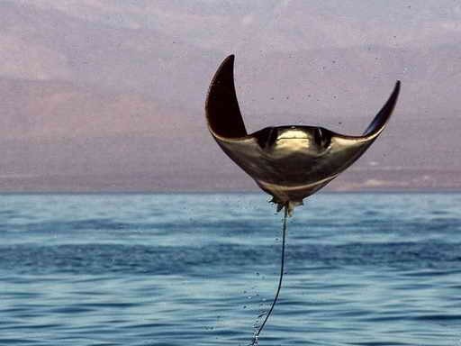 تصاویر خیره‌کننده نشنال‌جئوگرافیک از دنیای آبزیان 