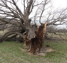 اگر می‌خواهید بلوط‌ ها را نجات دهید، کلیک کنید
