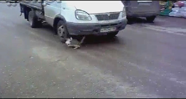 صحنه استثنایی از کبوتری که گربه را به کام مرگ برد