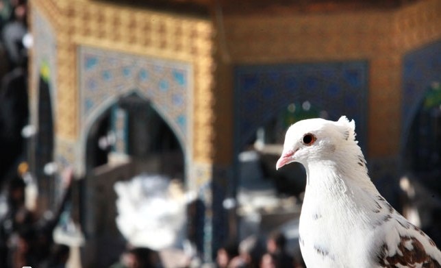 آمده ام شاه پناهم بده / مناجات محمد علی کریمخانی برای امام رضا (ع) 