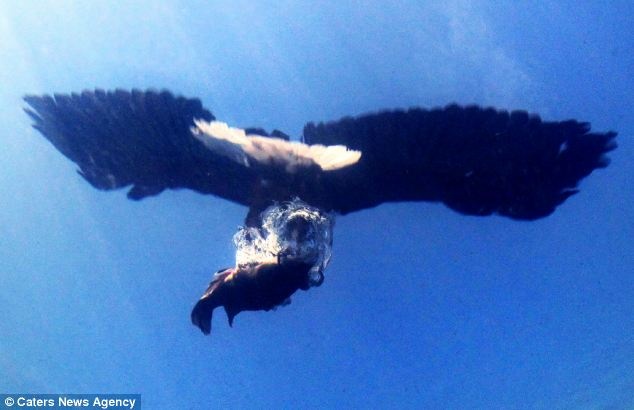لحظات حیرت انگیز از شکار ماهی زیر آب توسط عقاب افریقایی