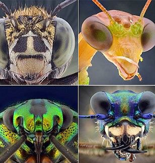 اینها موجودات فضایی نیستند؛ حشره و پشه و زنبور و مگس اند