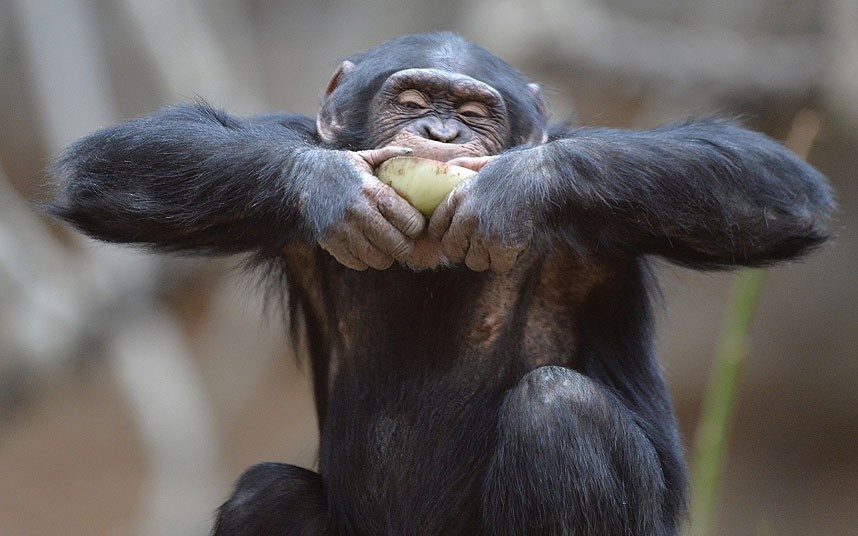 شامپانزه ای در حال خوردن پیاز!