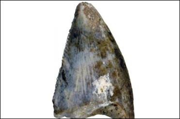 کشف اولین فسیل دایناسوری در عربستان