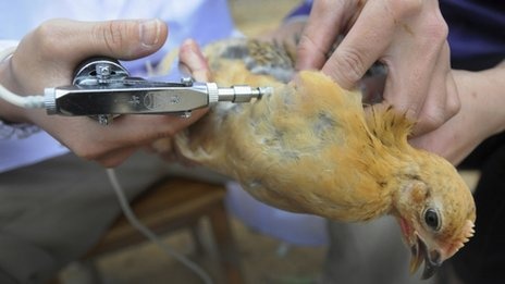 آنفولانزای مرغی اولین قربانی اش را در کانادا گرفت
