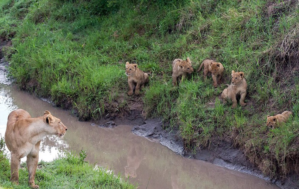 عبور بچه شیرها از رودخانه