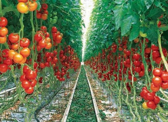 جنجال گوجه فرنگی، نگرانی جدید بر سفره ایرانی ها