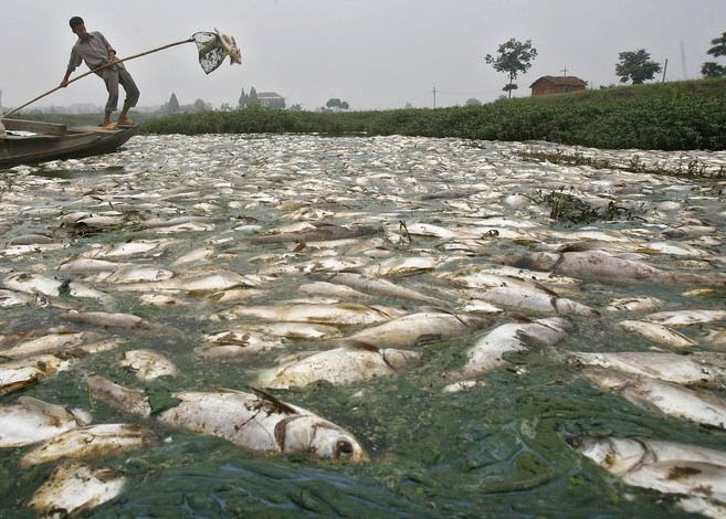  ماهی های مرده در بزرگترین رودخانه بولیوی 