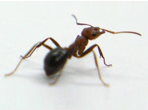 طراحی قوی‌ترین روبات‌های جهان با الهام از گردن مورچه