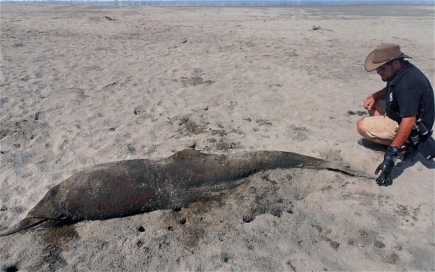 مرگ اسرار آمیز دلفین ها در پرو