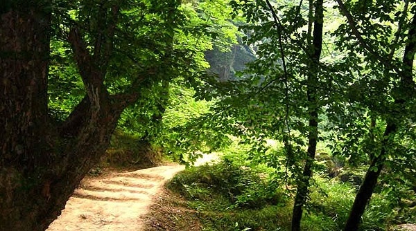 زمانی برای طبیعت گردی/ جنگل گلستان؛ آخرین شانس حیات وحش
