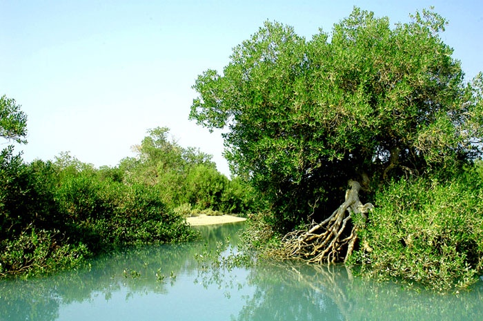 زمانی برای طبیعت گردی/جنگل حرا ؛ تجربه ای بی مانند